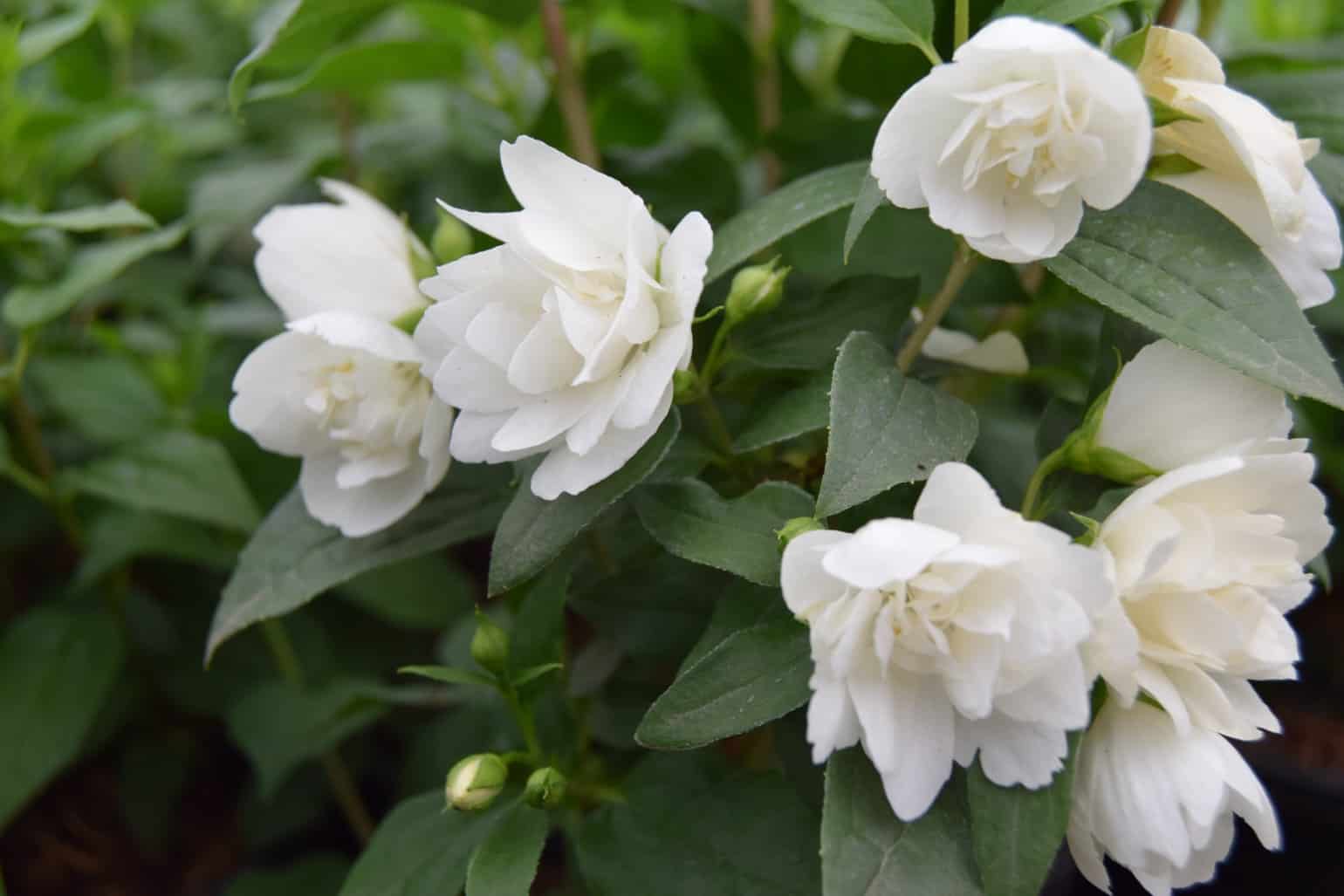 Philadelphus 'Manteau d'Hermine'